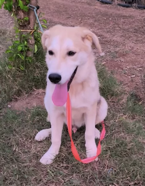 Cagnolino in adozione cerca la sua famiglia  | Foto 3