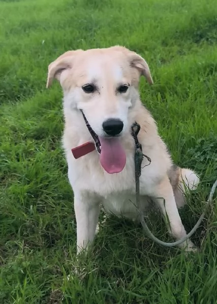 Cagnolino in adozione cerca la sua famiglia  | Foto 3
