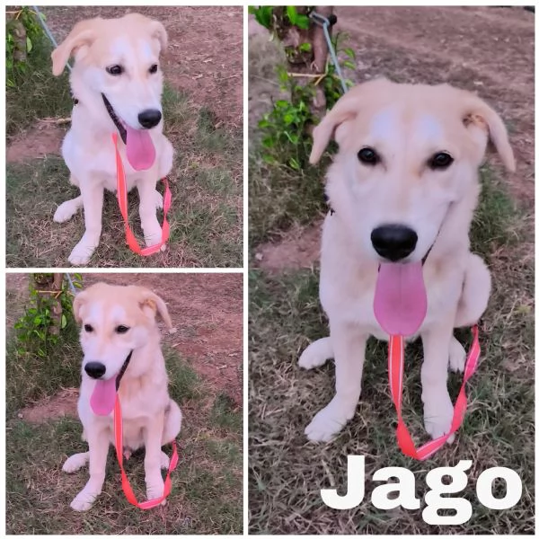 Cagnolino in adozione cerca la sua famiglia 