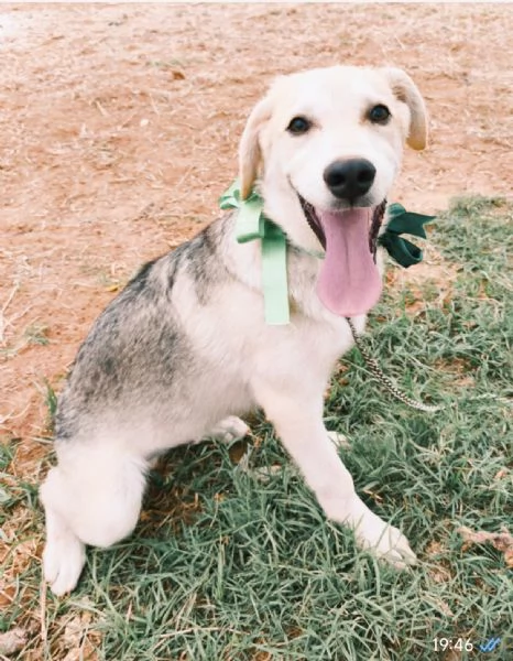Cagnolino in adozione cerca la sua famiglia  | Foto 1