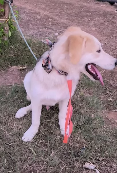 Cagnolino in adozione cerca la sua famiglia  | Foto 0