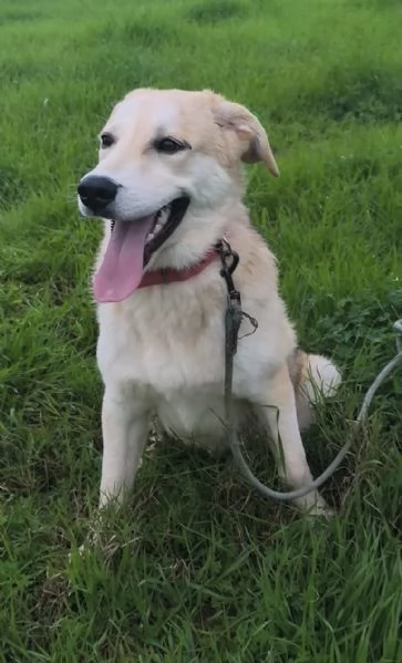 Cagnolino in adozione cerca la sua famiglia  | Foto 0