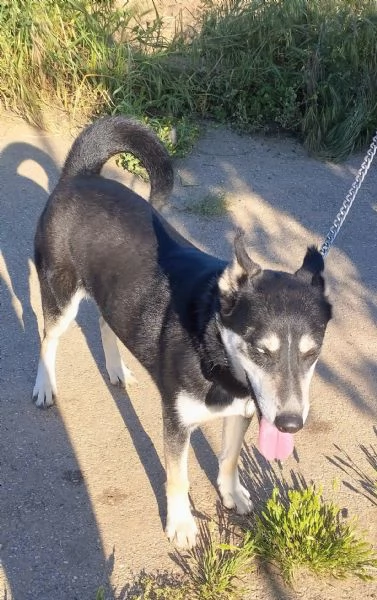 Lily simil husky taglia media contenuta in adozione  | Foto 3