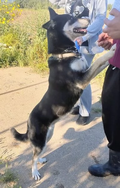 Dolcissima cagnolina in adozione  | Foto 6