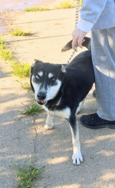Dolcissima cagnolina in adozione  | Foto 5