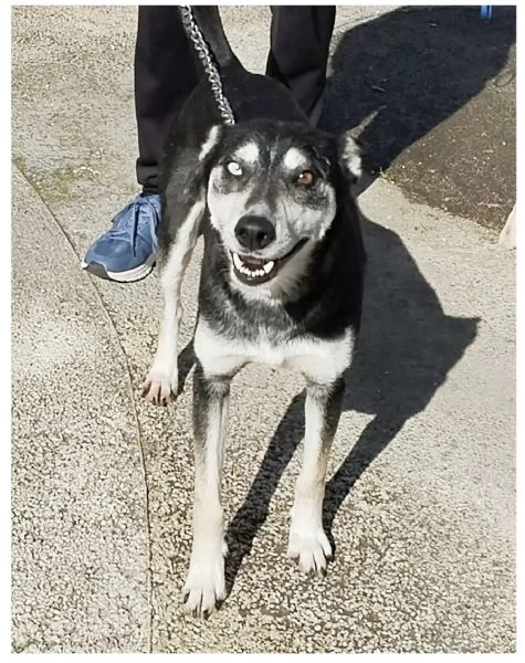 Dolcissima cagnolina in adozione 
