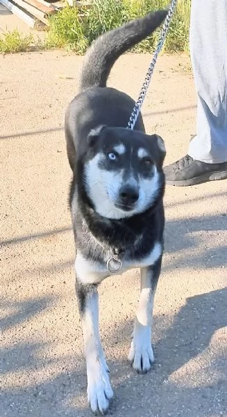 Dolcissima cagnolina in adozione  | Foto 4