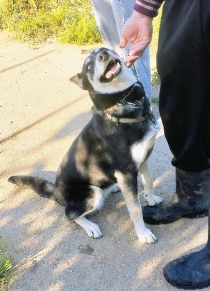 Dolcissima cagnolina in adozione  | Foto 3