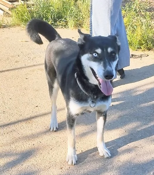 Dolcissima cagnolina in adozione  | Foto 2
