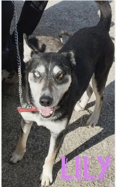 Dolcissima cagnolina in adozione  | Foto 1