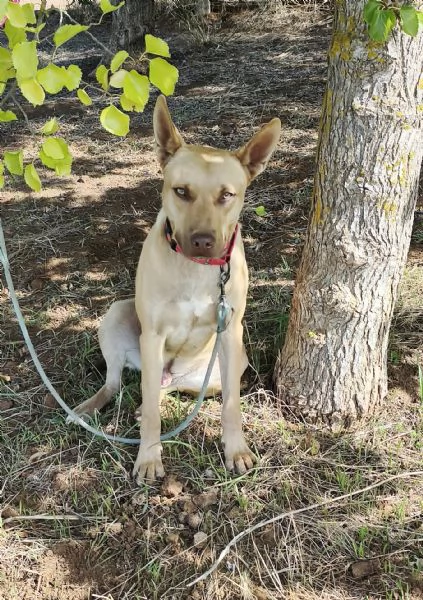 Marley egrave ancora qui che attende di trovare casa