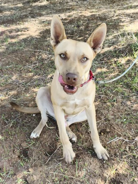 Marley egrave ancora qui che attende di trovare casa | Foto 4
