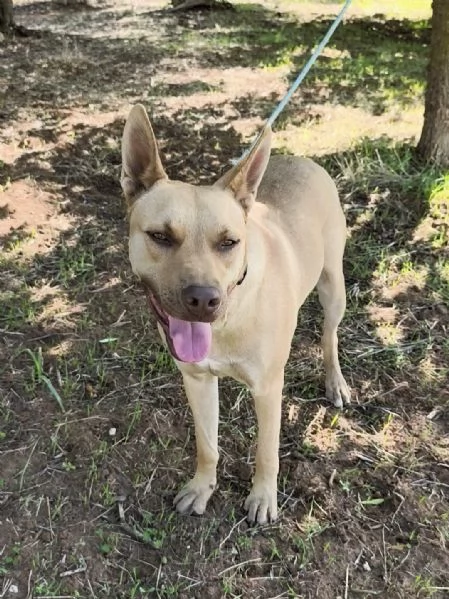 Marley egrave ancora qui che attende di trovare casa | Foto 3