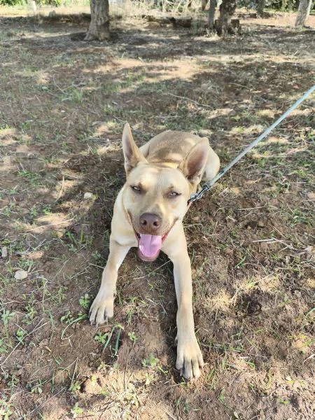Marley egrave ancora qui che attende di trovare casa | Foto 2
