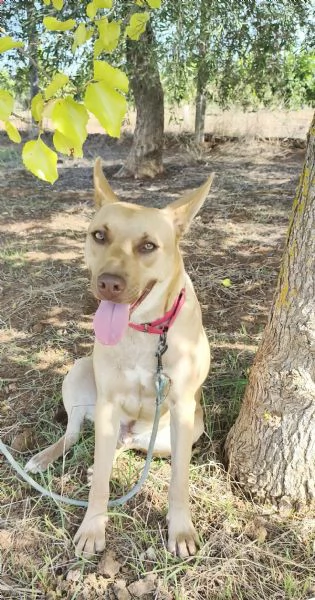 Marley egrave ancora qui che attende di trovare casa | Foto 1