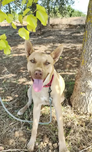 Marley egrave ancora qui che attende di trovare casa | Foto 0