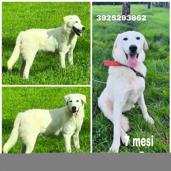 Aiutaci ad andare a casa non vogliamo crescere in canile  | Foto 6