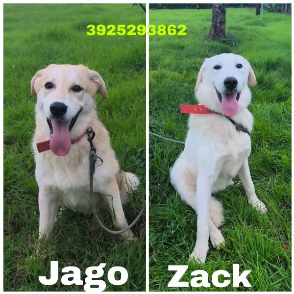 Aiutaci ad andare a casa non vogliamo crescere in canile 