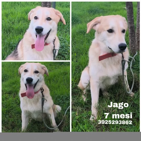 Aiutaci ad andare a casa non vogliamo crescere in canile  | Foto 2