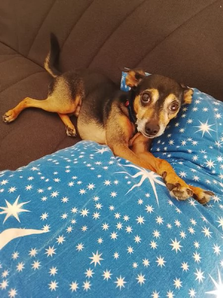 Dolce pincher in adozione cerca la sua famiglia per sempre 