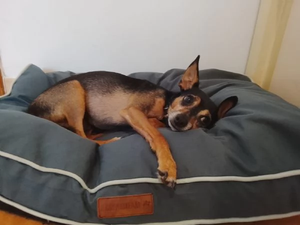 Dolce pincher in adozione cerca la sua famiglia per sempre  | Foto 6