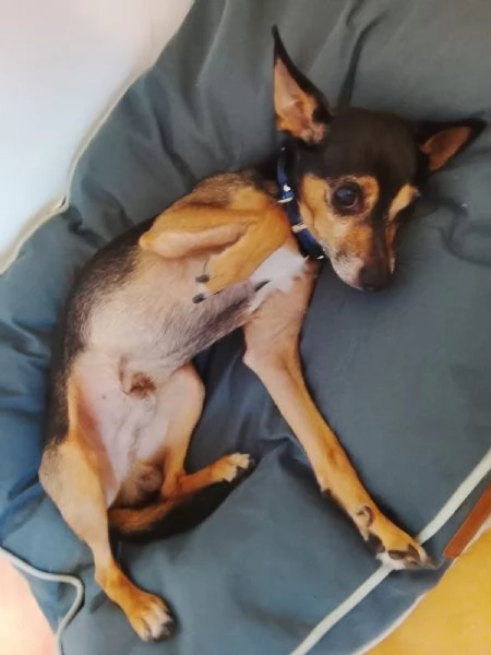 Dolce pincher in adozione cerca la sua famiglia per sempre  | Foto 5