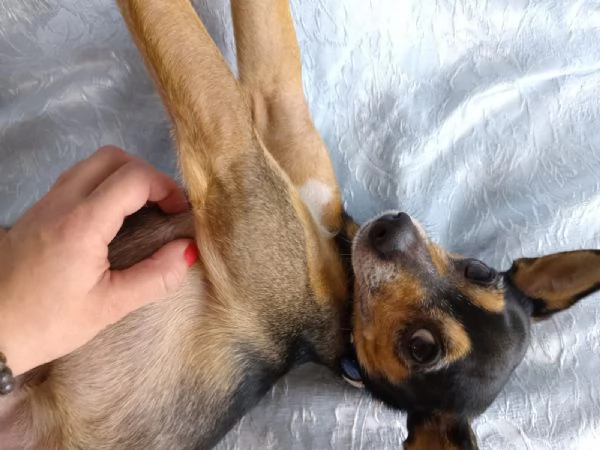 Dolce pincher in adozione cerca la sua famiglia per sempre  | Foto 3