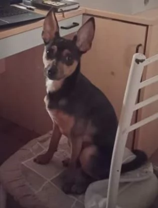 Dolce pincher in adozione cerca la sua famiglia per sempre  | Foto 2