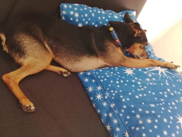 Dolce pincher in adozione cerca la sua famiglia per sempre  | Foto 0