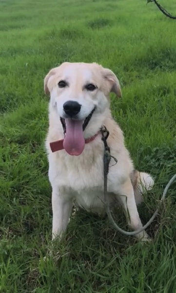 Sono rimasto solo Aiutami a trovare casa  | Foto 4