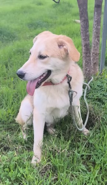 Sono rimasto solo Aiutami a trovare casa  | Foto 2