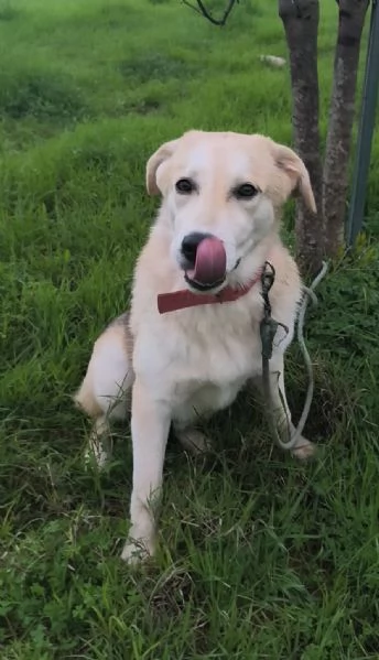 Sono rimasto solo Aiutami a trovare casa  | Foto 1