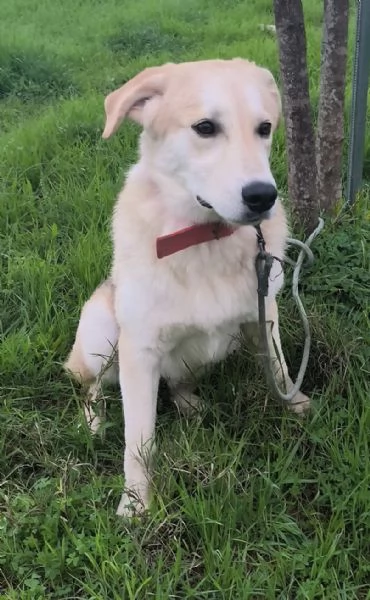 Cagnolino in adozione cerca una famiglia  | Foto 6