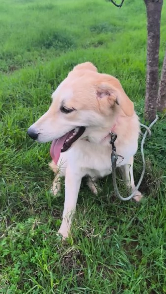 Cagnolino in adozione cerca una famiglia  | Foto 5