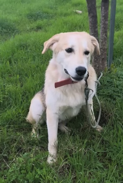 Cagnolino in adozione cerca una famiglia  | Foto 4