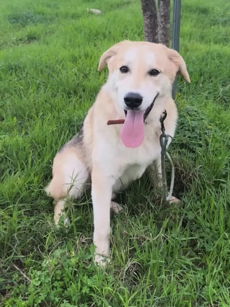 Cagnolino in adozione cerca una famiglia  | Foto 3
