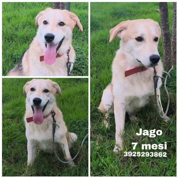 Cagnolino in adozione cerca una famiglia 