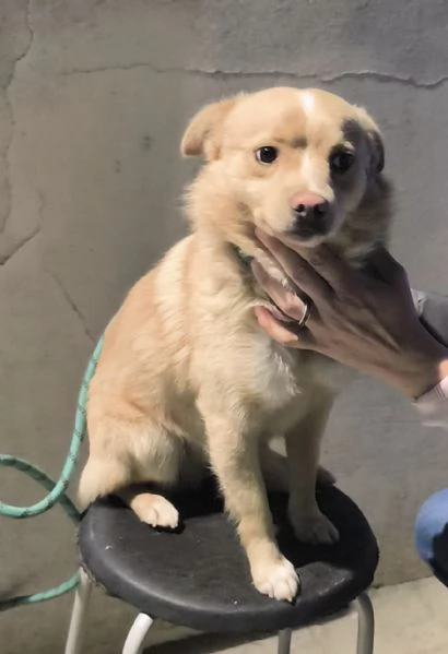 Choco un dolce cagnolino taglia piccola in adozione  | Foto 5