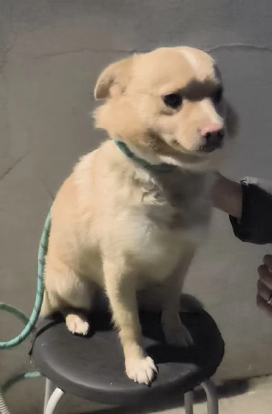 Choco un bellissimo volpinetto in adozione cerca la sua famiglia | Foto 6