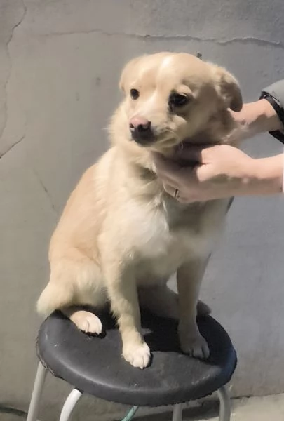 Choco un bellissimo volpinetto in adozione cerca la sua famiglia | Foto 5