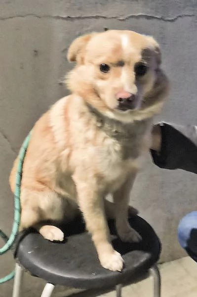 Choco un bellissimo volpinetto in adozione cerca la sua famiglia | Foto 4