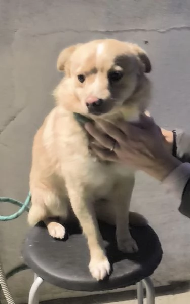 Choco un bellissimo volpinetto in adozione cerca la sua famiglia | Foto 3