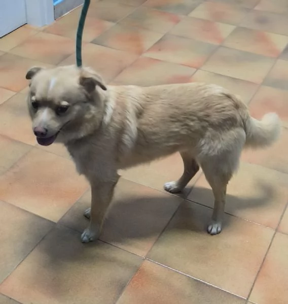 Choco un bellissimo volpinetto in adozione cerca la sua famiglia