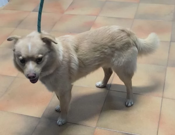 Choco un bellissimo volpinetto in adozione cerca la sua famiglia | Foto 2