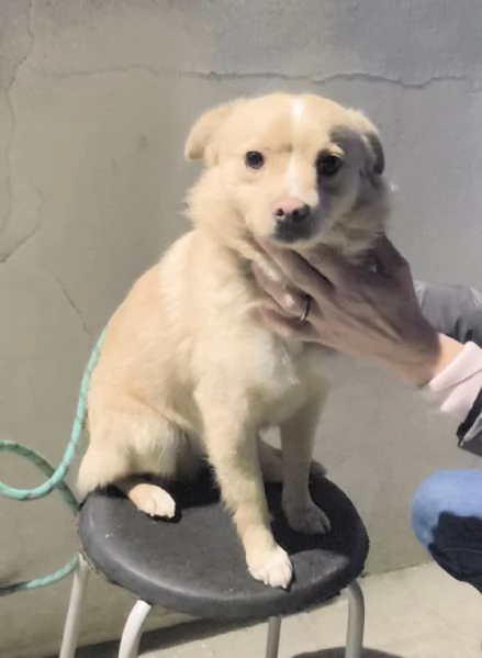 Choco un bellissimo volpinetto in adozione cerca la sua famiglia | Foto 1