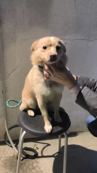 Choco un bellissimo volpinetto in adozione cerca la sua famiglia | Foto 0