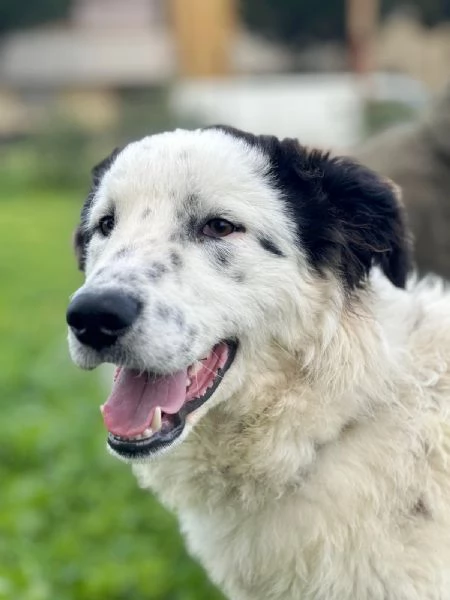 Una famiglia e una casa per questo dolce cane in adozione  | Foto 5
