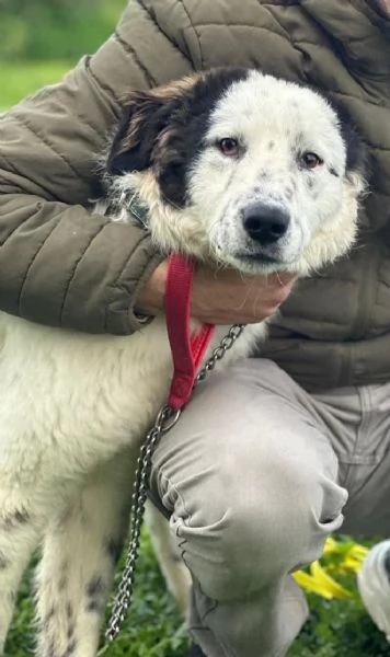 Una famiglia e una casa per questo dolce cane in adozione  | Foto 4