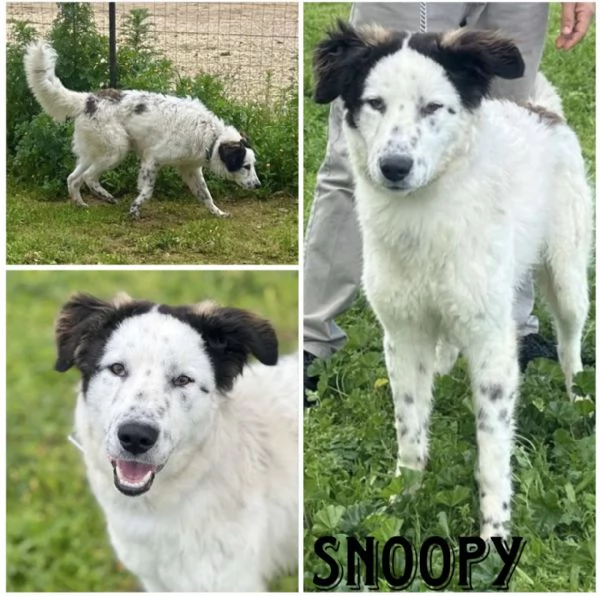 Una famiglia e una casa per questo dolce cane in adozione  | Foto 0