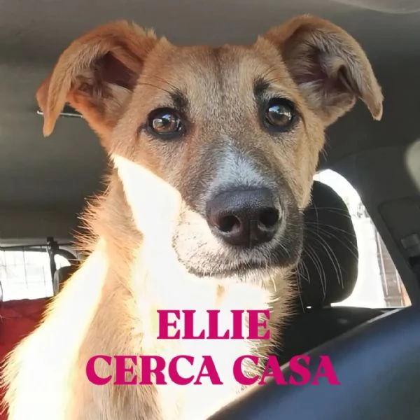 Dolcissima cagnolina in adozione cerca casa 
